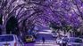 <p>The start of spring means Australians are enjoying warmer weather, plentiful watermelons, mangoes and the streets
once again turning purple with Jacaranda
trees in full bloom. (Instagram: @peeramaytha)</p><p><strong>Click through to see some of the best pictures of the
beautiful trees from across the country.</strong></p>