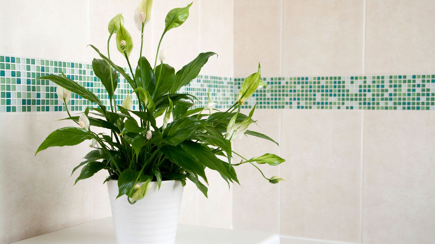 5 Indoor Plants That Are Almost Impossible to Kill 5 Indoor Plants That Are Almost Impossible to Kill