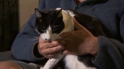 Eddie is now recovering with the help of his dedicated owner and a special feeding tube. (9NEWS)