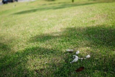 Dry Pile of dog poop on green grass