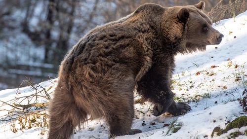 Brown bear in Trentino Italy