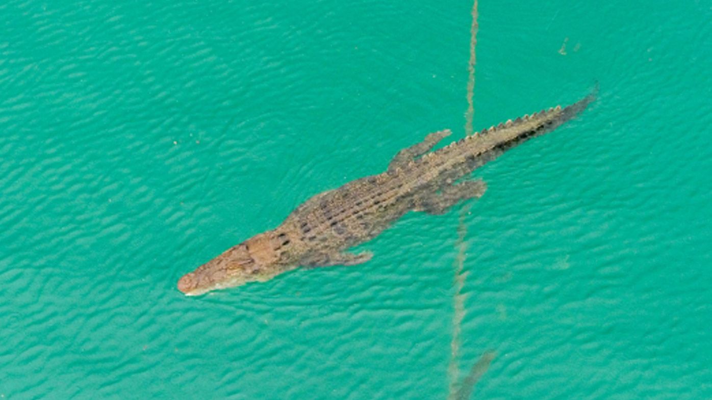 Three-metre crocodile sighted at Four Mile Beach in Queensland