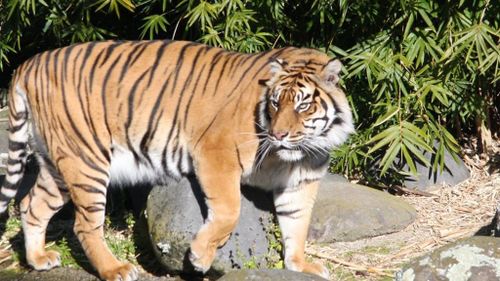 Oz was in his enclosure with another female lion when the fatal incident occurred.