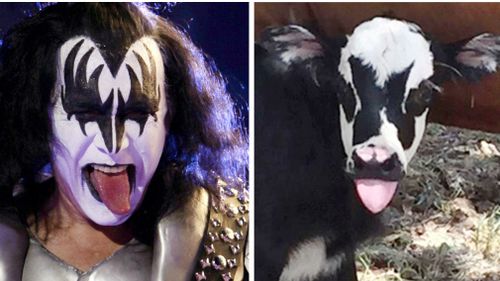 Texas calf born looking like KISS rocker Gene Simmons