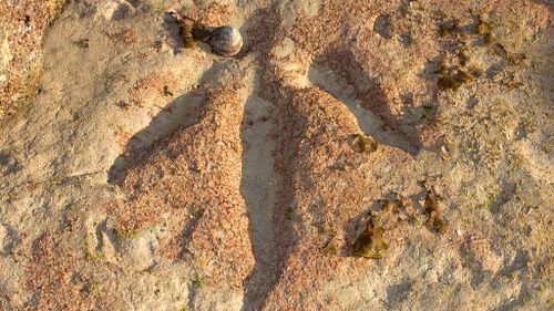 'Unparalleled' number of dinosaur tracks found in Australia