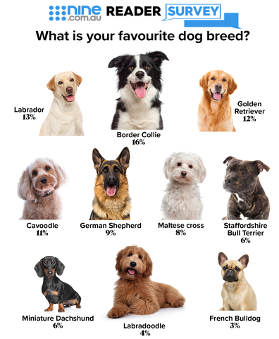 Favourite dog breeds 9poll
