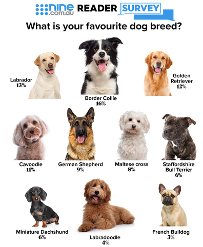 Survey Reveals Most Por Dog Breed