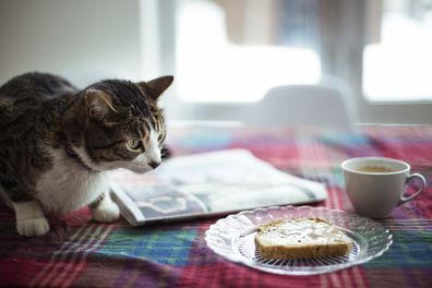 Foods cats can eat but probably shouldn't