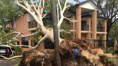 Trees have been downed across Sydney in heavy winds. (9NEWS)