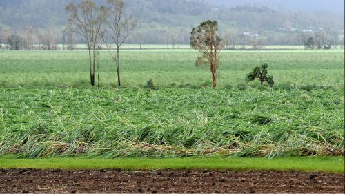 Cyclone Debbie causes $150m damage to sugar crops