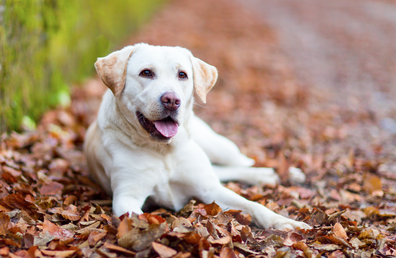Labrador dog sitting amongst leaves 