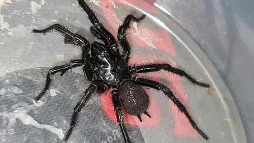 As humidity lingers across Sydney, so do the funnel web spiders.