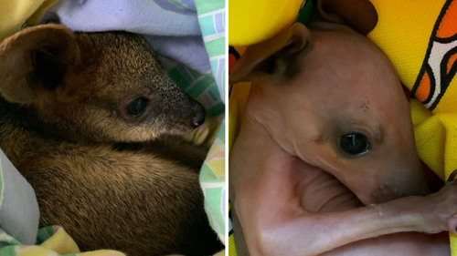Two wallaby joeys rescued by WIRES amid the floods. The one pictured on the right was saved in Northern NSW on Monday after it fell from its mother's pouch. The older one (left) was pulled out of the swollen river at Broadwater Thursday afternoon.