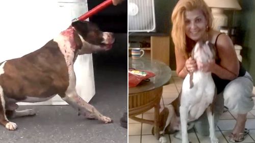Pit bull mauls owner trying to dress it in a Christmas sweater