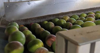 Mangoes being polished on the conveyor belt