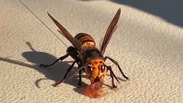 A murder hornet found in Washington State, USA.