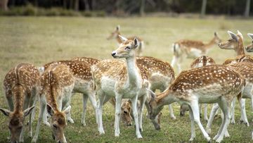 fallow deer