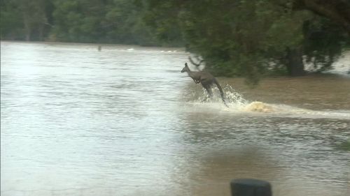 Queensland floodwater Gympie