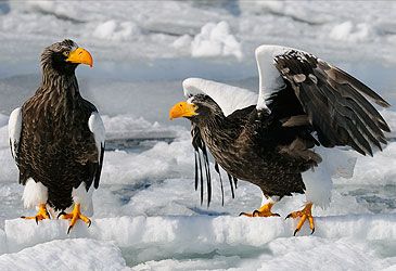 What is the conservation status of Steller's sea eagle?