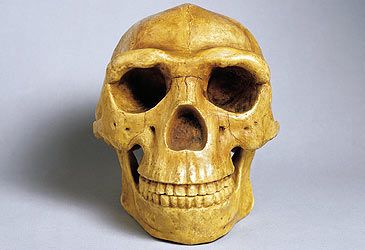 What species is Peking Man an example of?