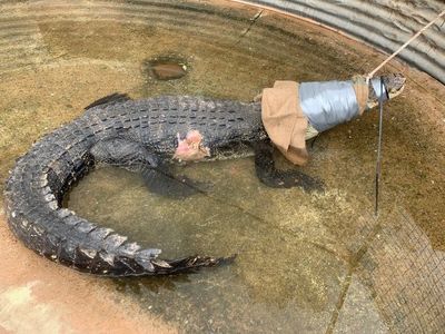 Three metre croc pulled from road-side 'crocodile superhighway'