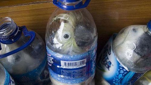 Yellow-crested cockatoos found stuffed into plastic bottles by smugglers