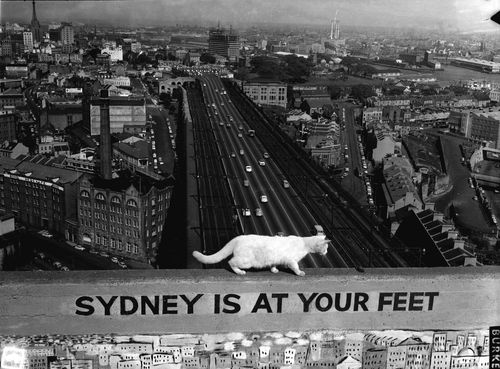 One of the pylon cats tiptoeing across a barrier nearly 100 metres above the ground.