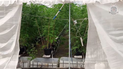 There were more than 11,000 cannabis plants seized by police on the property.