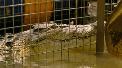 Matt Wright's Wild Crocodile Crocodile 