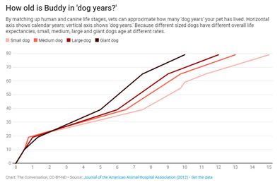 Vet Explains Why 'Dog Years' Isn'T Really A Thing - Nine.Com.Au