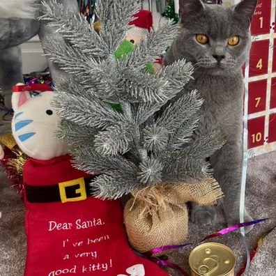 jessica rowe cats christmas