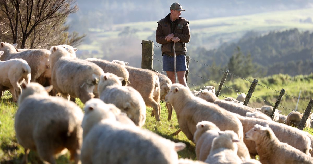 Yes, NZ still has more sheep than people. But humans are catching up