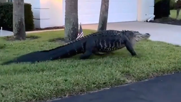 The large alligator was filmed strolling through Harrington Lake in Venice.