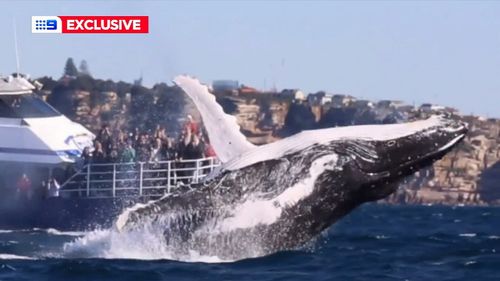 A close encounter with a humpback whale off South Head.