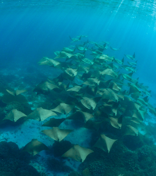 Cownose rays are so named because of their distinctive head shape. 