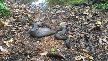 Silver serpent found in NSW is world's second deadliest snake