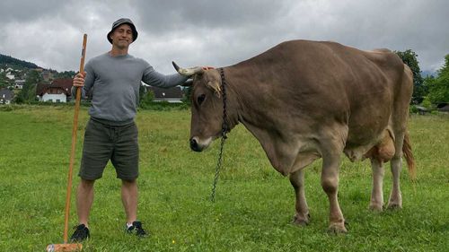 Antonio J Osuna-Mascaro disse que a inteligência das vacas é pouco estudada em comparação com outros animais.