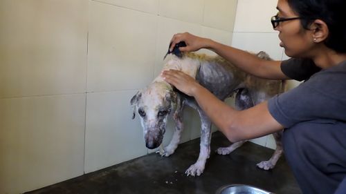 After a few days of treatment Alice started showing signs of improvement. (Animal Aid Unlimited)