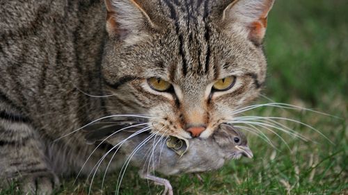 Cat holds a recently caught bird in its mouth.