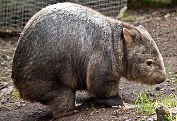 Wombat droppings are characterised by which geometric shape?