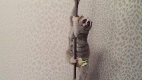 The pole-dancing slow loris, complete with leopard print background. (Supplied)