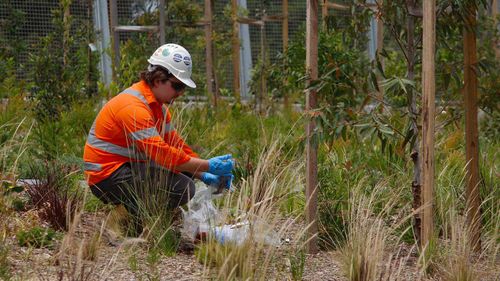 Workers collect asbestos samples for the EPA from the Rozelle Parklands.