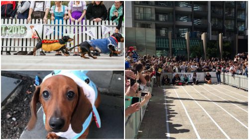 A slew of sausage dogs sprinted it out on Melbourne's Southbank boulevard. (Twitter)