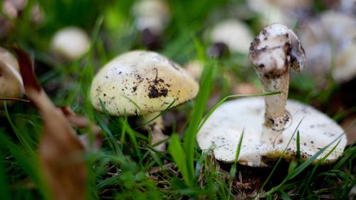 Deadly death cap mushrooms 