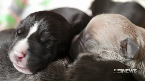 RSPCA rescuers were surprised when Zara gave birth to 13 pups a few weeks after being rescued.