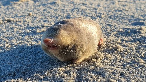 Golden mole - Figure 1