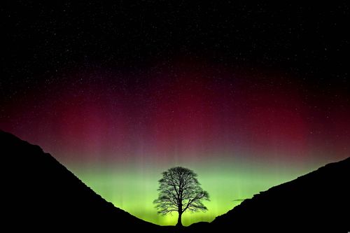 Northern Lights, or Aurora Borealis, shining over the Sycamore Gap tree, on Hadrian's Wall 