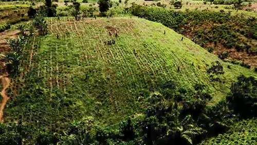 Troops clear hectare after hectare of coca plants. (9NEWS)