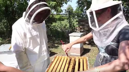 George went to a local bee farm to learn how to make his own honey. (YouTube)