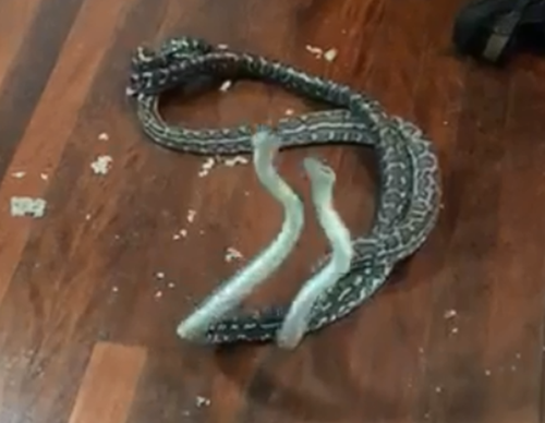 The hissing snakes battled it out on the bedroom floor of a Brisbane home. 